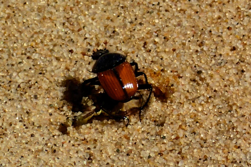 Namibia